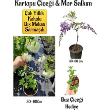 Esranın Dünyası Serada Decor & Plant Mis Kokulu Hanımeli Çiçeği + Bordo Yeşil Yaprak Güzeli Hediye Peyzaj Seti, 30-60 cm