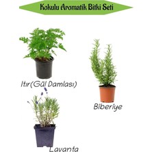 Die Grup Tr Aromatik Kokulu Mutfak Seti, Itır Çiçeği + Biberiye Fidanı + Lavanta Fidesi, 3 Adet