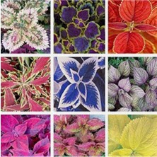 Die Grup Tr Tohum Dünyam 20 Adet Rainbow Coleus Mix Colors Tohumu