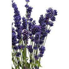 Die Grup Tr Zevli® Canlı Aromatik Mutfak Bitkileri (Lavanta Fidesi)