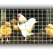 Aksu 3x3 mm Galvanizli Bahçe Teli, 100X200 Cm, Dayanıklı ve Kullanışlı Hasır Kafes