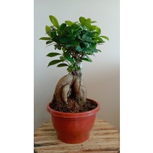 Avşar Çiçekçilik Canlı  Bonsai Hediyelik Saksı Dahil 45-50 cm Xl ( Ficus Ginseng) Büyük Boy