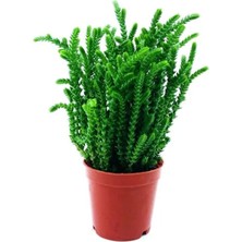 Videolu Mini Saksıda 1 Adet Prenses Çamı 10-25CM (Princess Pine)