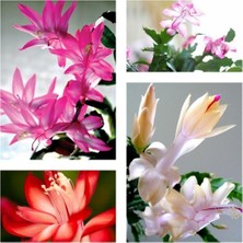 Videolu Yılbaşı Çiçeği Karışık Renk 4 Adet Mini Saksıda 10-15CM Iç Mekan Bitkisi (Rhipsalidopsis)