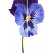 Gardenbox Açık Mor Hercail Menekşe Çiçeği Fidanı, 10 Adet, 5-15 Cm, Tüplü, Viola