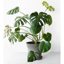 Gardenbox Monstera Deliciosa Iç Mekan Bitkisi, 70-100 Cm, Saksılı, Yeşil