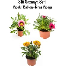 Nura Botanik Gazanya Çiçeği Seti, 3 Adet Saksılı, 10-20 Cm, Pembe-Beyaz-Sarı Renk, Teras Çiçeği