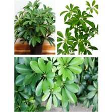 Gardenbox Schefflera Yeşil Şeflera Çiçeği, 40-100 Cm, Saksılı, Iç Mekan Ofis Bitkileri
