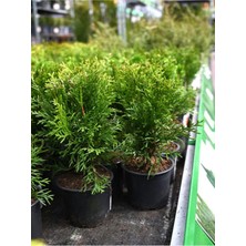 Videolu Kokulu Mini Limoni Servi Fidanı 20 Adet Tüplü/mini Saksılı 10-15 cm (Miniature Pine Tree)