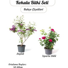 Kampanyalı 2'li Kokulu Bahçe Çiçeği Mor Salkım+ Isparta Gülü Saksılı