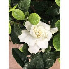 Videolu Yoğun Kokulu Gardenya 1 Adet Saksılı 15-30CM Ev Ofis Salon Bitkisi (Gardenia Jasmionides)