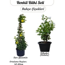 Gardenbox 2'li Çiçek Seti Saksılı, Sarı Yasemin & Filbahri, 30-50CM Boy Aralığı