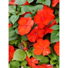 Gardenbox Kırmızı Cam Güzeli Çiçeği, 10-20 cm Tüplü, Impatiens Bodur Bitkisi