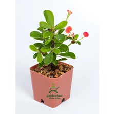 Nura Botanik Mini Pembe Renk Milli Dikenler Tacı Çiçeği, 10-15 cm