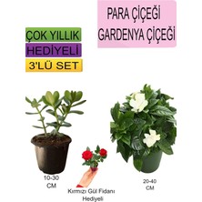 Nura Botanik 3'lü Set Para Çiçeği, Gardenya Çiçeği, Kırmızı Gül Fidanı
