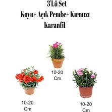 Serada Decor & Plant 3'lü Set Karanfil Çiçeği, Kırmızı, Koyu Pembe, Açık Pembe, 10-20 Cm, Dış Mekan Bitkisi