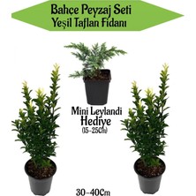 Nura Botanik Bahçe Peyzaj Seti, 2 Adet Yeşil Taflan + Hediye Mini Leylandi Fidanı, Çok Renkli