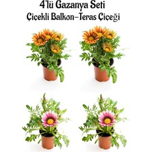 Serada Decor & Plant Gazanya Seti, 4'lü Çiçekli Balkon-Teras Çiçeği, Turuncu Sarı ve Pembe Beyaz, 10-20CM, Saksılı