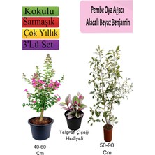 Serada Decor & Plant Pembe Oya Ağacı, Alacalı Beyaz Benjamin, Telgraf Çiçeği Hediyeli, 3'lü Set
