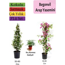 Serada Decor & Plant Arap Yasemini, Pembe Begonvil, Tül Çiçeği Hediyeli, 50-80 Cm, Çok Renkli