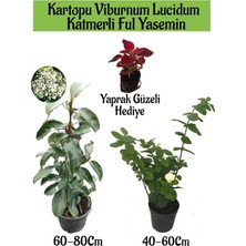 Nura Botanik Kartopu Viburnum, Katmerli Ful Yasemin, Yaprak Güzeli Hediye Bahçe Bitkisi Seti, Çok Renkli