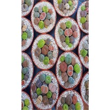 Serada Decor & Plant Taş Kaktüs Sukulent, 5-10 Cm, 1 Adet Saksılı Dekoratif Bitki