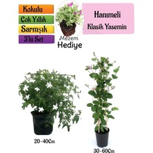 Gardenbox Klasik Kokulu Yasemin, Kokulu Hanımeli Çiçeği, Mezem Çiçeği 3'lü Peyzaj Seti