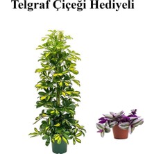 Hediyelik Sarı Alacalı Şeflera Bitkisi Sevgililer Gününe Özel Telgraf Hediyeli, BTS001NU020241