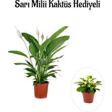 Nura Botanik Sarı Milli Kaktüs Hediyeli, Beyaz Barış Çiçeği, Çiçekli Bodur Bitki