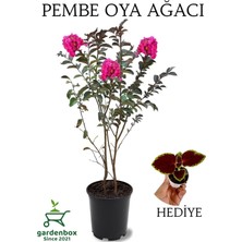 Nura Botanik Pembe Oya Ağacı, 30-60 Cm, Saksılı, Yaprak Güzeli Hediyeli