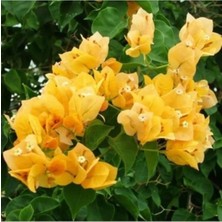 Gardenbox Begonvil Çiçeği Sarı, 60 cm Saksılı Bougainvillea