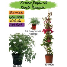 Serada Decor & Plant Kırmızı Begonvil, Klasik Yasemin, Tül Kuşkonmaz 3'lü Peyzaj Seti