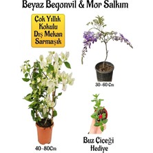 Serada Decor & Plant Beyaz Begonvil Çiçeği, Mor Salkım Ağacı Fidanı, Buz Çiçeği Hediyeli Bahçe Peyzaj Seti, Çok Renkli
