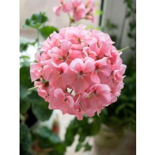 Nura Botanik Açık Pembe Sardunya Çiçeği, 1 Adet Saksılı, 20-40 Cm, Balkon Bitkisi, Pelargonium Peltatum