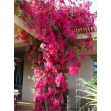Serada Decor & Plant Pembe Begonvil Çiçeği, 30-60 Cm, Tüplü, Iç/dış Mekan Bitkisi