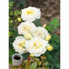 Gardenbox Krem Beyazı Yediveren Kokulu Gül Fidanı, 2 Adet, Saksılı, 50-75 cm