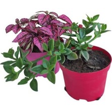 Serada Decor & Plant Pembe Hostes Çiçeği + Buz Çiçeği, 2'li Set