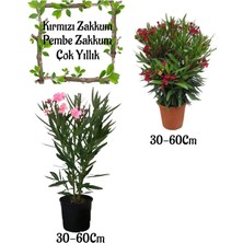 Bitkim Sende Kırmızı Zakkum Çiçeği, Pembe Zakkum Çiçeği Saksılı Bahçe Seti, 30-60 cm