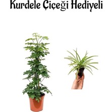 Nura Botanik Parlak Yapraklı Yeşil Şeflera Bitkisi, Kurdele Çiçeği Hediyeli