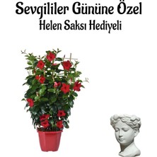Bitkim Sende Kokulu Kırmızı Sarmaşık Mandevilla Helen Saksı Hediyeli