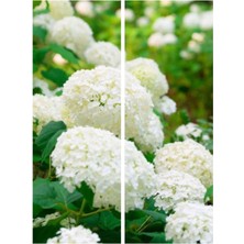 Nura Botanik Beyaz Ortanca Çiçeği Fidanı, 40-50 cm Saksıda, Çiçekli Bodur Bitkiler