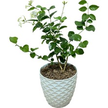 Gardenbox Ful Yasemin Çiçeği Beyaz Kokulu, 40-50 Cm, 1 Adet Saksılı Fidan