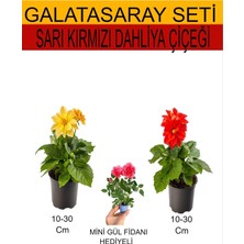Nura Botanik 2'li Set Sarı-Kırmızı Dahliya Çiçeği, Pembe Gül Fidanı
