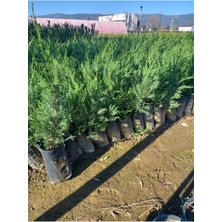 Serada Decor & Plant Yeşil Yapraklı Leylandi Fidanı, 40-60 Cm, 10 Adet, Dış Mekan Bitkisi, Cupressus