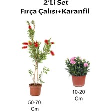 Nura Botanik 2'li Set Kırmızı Fırça Çalısı Fidanı + Pembe Karanfil Çiçeği Dış Mekan Bitkisi