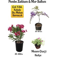 Nura Botanik Pembe Zakkum Fidanı, Mor Salkım Ağacı Fidanı, Mezem Çiçeği Hediyeli Bahçe Peyzaj Seti