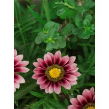 Nura Botanik Pembe Gazanya Çiçeği Fidanı, 10 Adet, 25-45 Cm, Saksılı