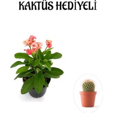 Nura Botanik Sarı Kalanşo Çiçeği, Kaktüs Hediyeli, Çiçekli Bodur Bitki