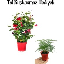 Nura Botanik Kokulu Kırmızı Mandevilla Sarmaşığı, Tül Kuşkonmaz Hediyeli, Çiçekli Bodur Bitki
