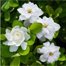 Nura Botanik Gardenya Çiçeği, Saksılı, 30-40 Cm, Beyaz